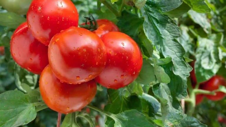 Tomates au jardin conseils pour une récolte abondante