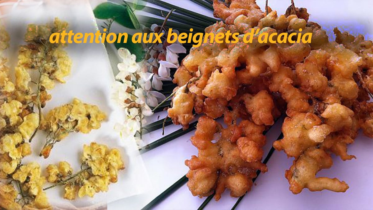 beignets d’acacia