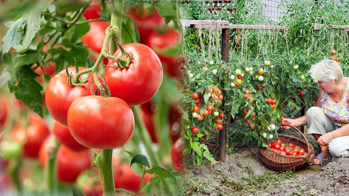 tomates