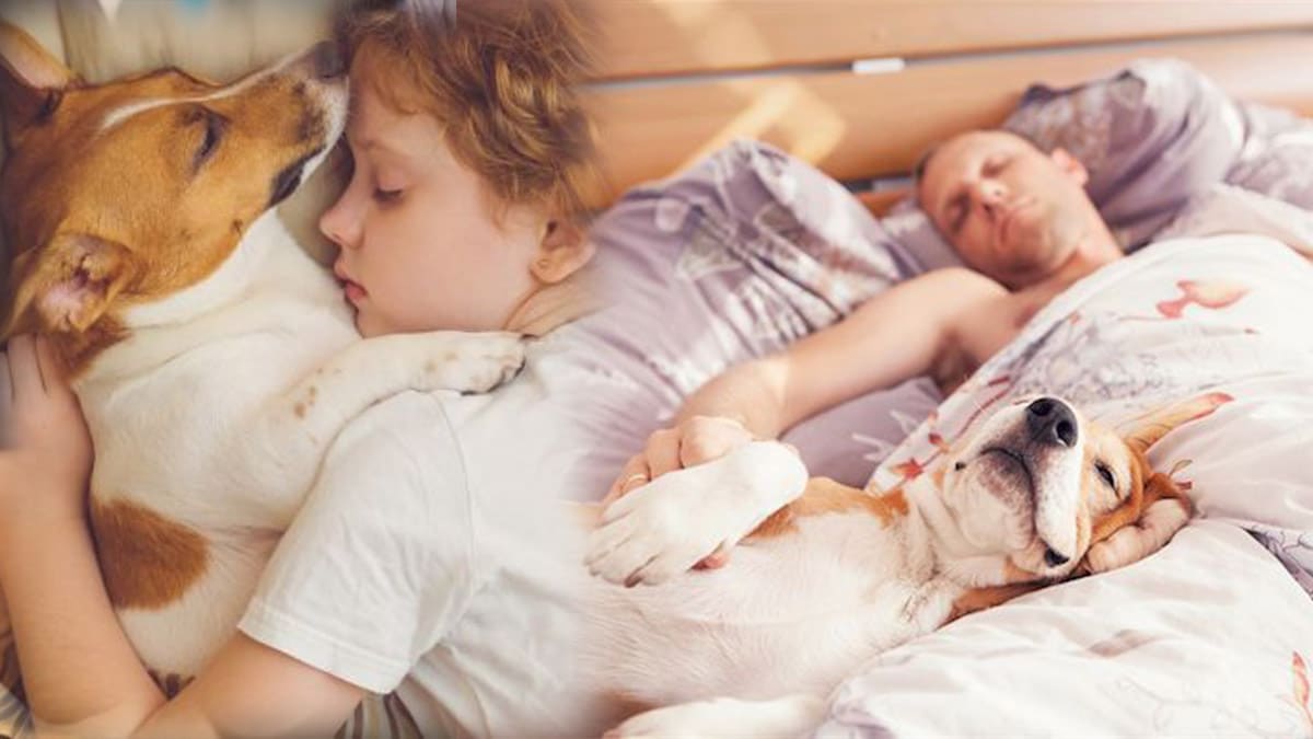 5 Bonnes Raisons De Dormir Avec Votre Chien