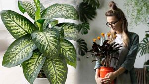 plantes