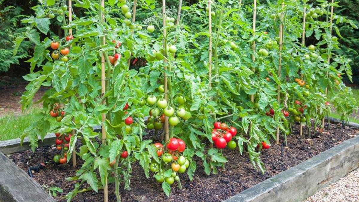 Tomates jardin