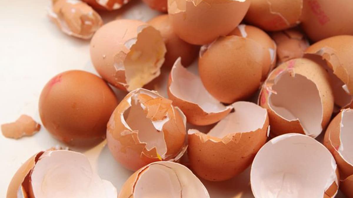 bouillir des coquilles d'œufs