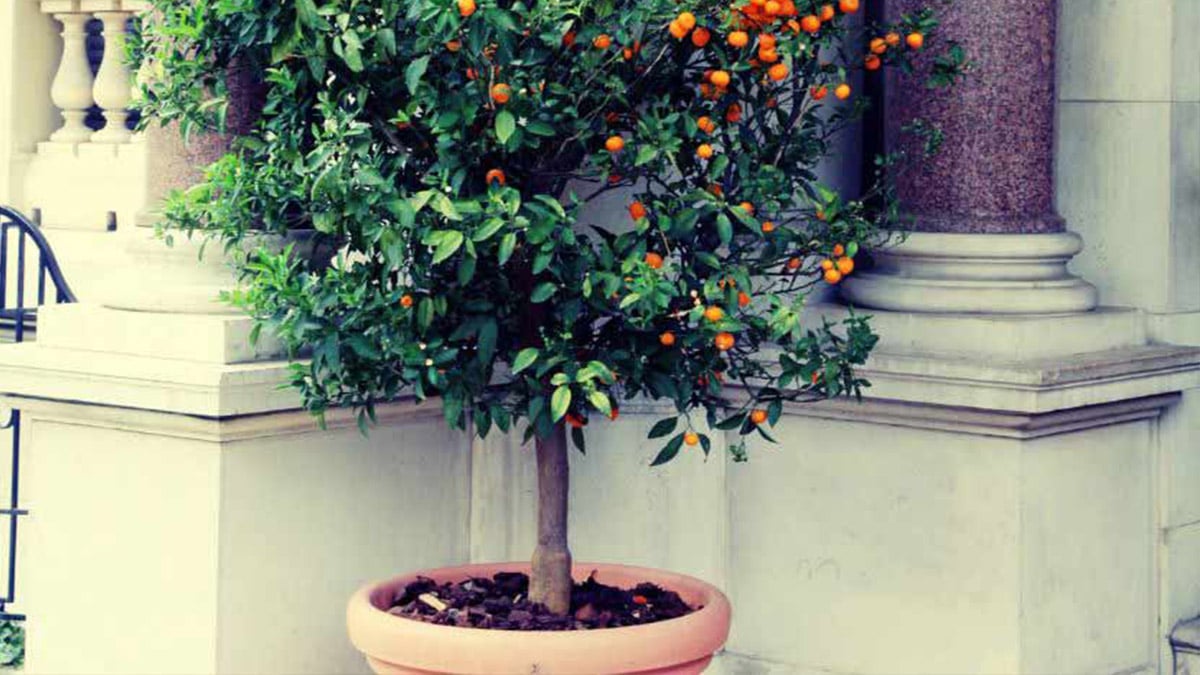 faire pousser des mandarines