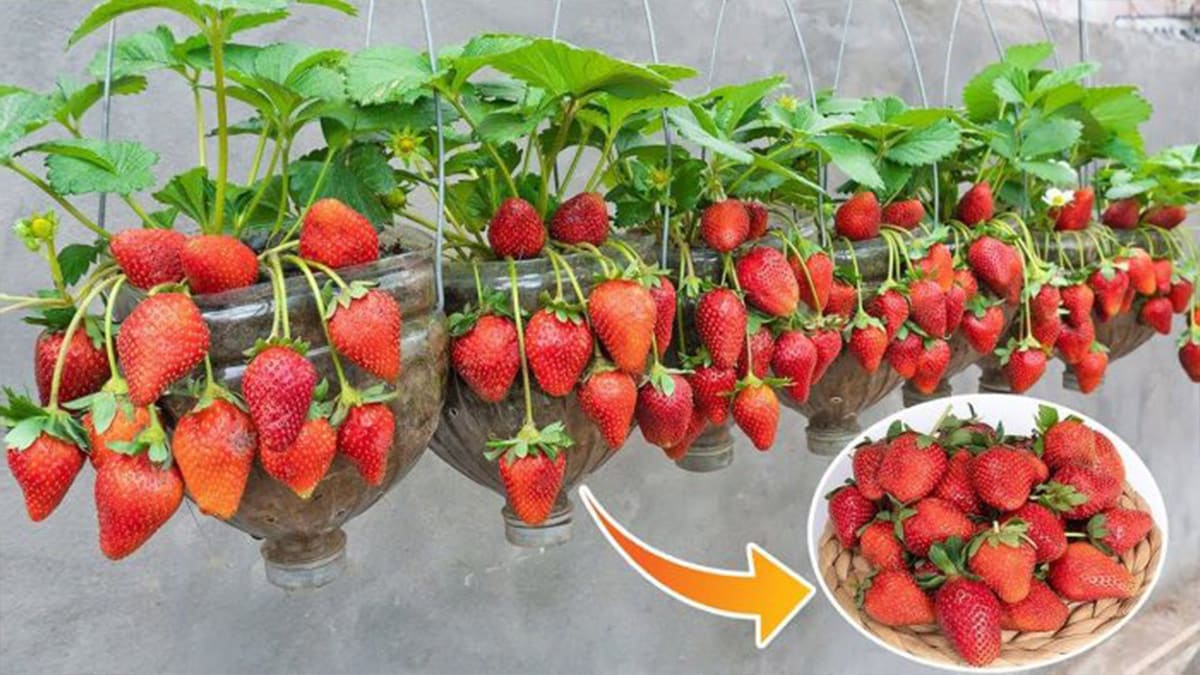 fraises en pots
