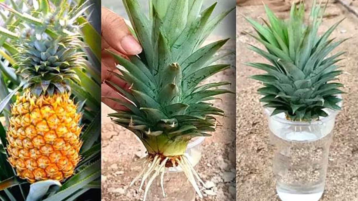 planter un ananas